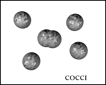 cocci large